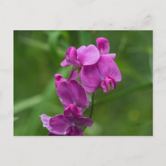 Sweet Pea Hübsch Pink Wildblumen Postkarte (Vorderseite)