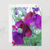 Sweet Pea Postcard Postkarte (Vorne/Hinten)