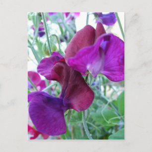 Sweet Pea Postcard Postkarte