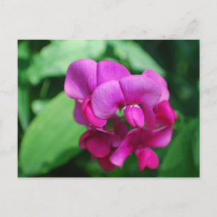 Sweet Pea Postcard Postkarte