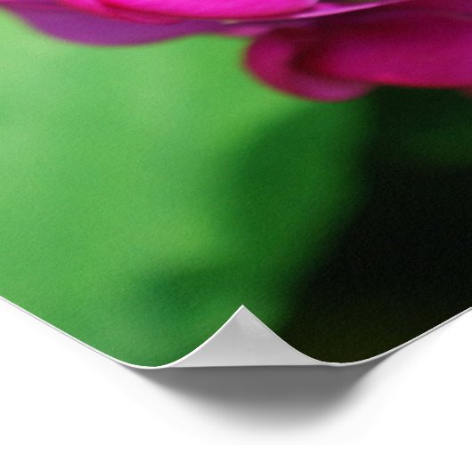 Sweet Pea Poster (Ecke)