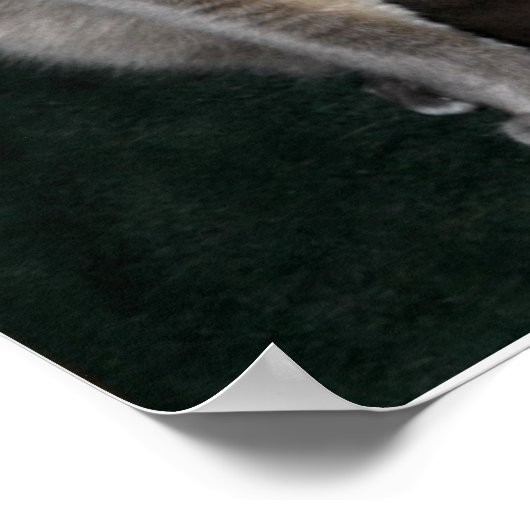 Sweet Pea Poster (Ecke)