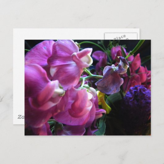 Sweet Pea Postkarte (Vorne/Hinten)