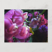 Sweet Pea Postkarte (Vorderseite)