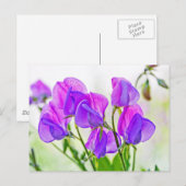 Sweet Pea Postkarte (Vorne/Hinten)