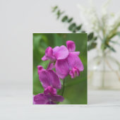 Sweet Pea Pretty Pink Wildflower Postcard Postkarte (Stehend Vorderseite)