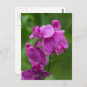 Sweet Pea Pretty Pink Wildflower Postcard Postkarte (Vorne/Hinten)