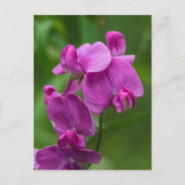 Sweet Pea Pretty Pink Wildflower Postcard Postkarte