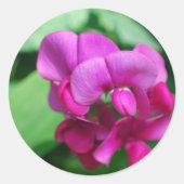 Sweet Pea Stickers (Vorderseite)