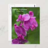Sweet Pea Virginia Pink Wildblumen Postkarte (Vorne/Hinten)