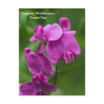 Sweet Pea Virginia Pink Wildblumen Postkarte