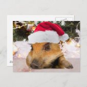 Sweet Pig in Weihnachtsmannmütze Weihnachtsbaum Feiertagspostkarte (Vorne/Hinten)