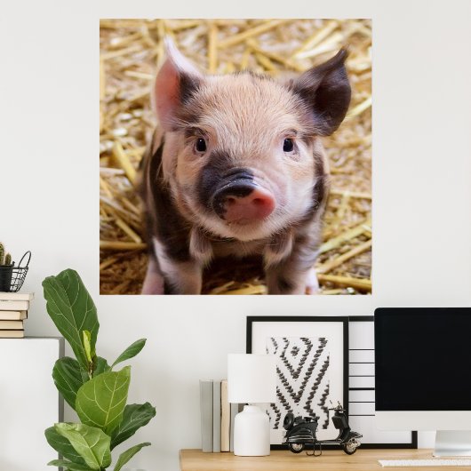 sweet piglet poster (Heimbüro)