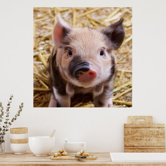 sweet piglet poster (Küche)