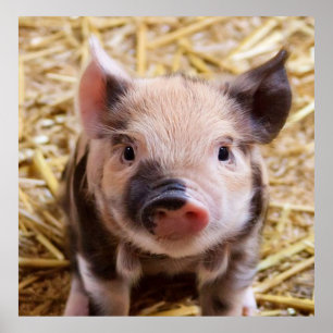 sweet piglet poster