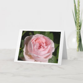 Sweet Pink Rose Gruß oder Mitteilungskarten