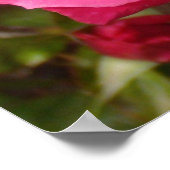 Sweet Pink Roses Poster (Ecke)