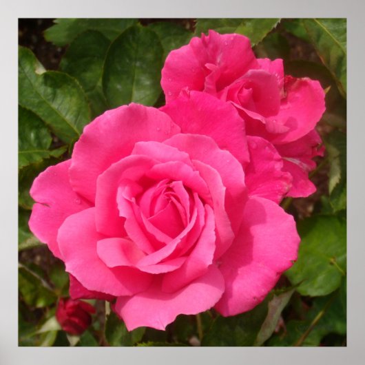 Sweet Pink Roses Poster (Vorne)
