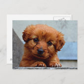 Sweet Pup Postkarte (Vorne/Hinten)