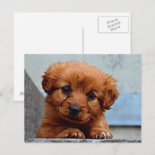 Sweet Pup Postkarte (Vorne/Hinten)