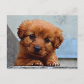 Sweet Pup Postkarte (Vorderseite)