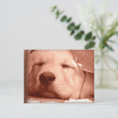 Sweet Puppy - Adoptier einer Dog-Postkarte Postkarte (Stehend Vorderseite)