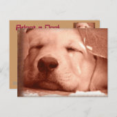 Sweet Puppy - Adoptier einer Dog-Postkarte Postkarte (Vorne/Hinten)