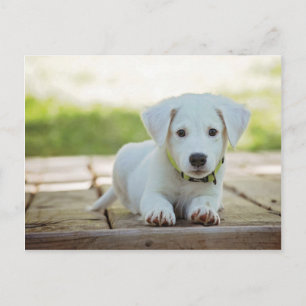 Sweet Puppy mit Ihrem Text Postkarte