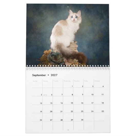 Sweet Ragdoll Kittens Calendar Kalender (Sep 2027)
