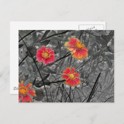 Sweet Red Blume Postkarte (Vorne/Hinten)