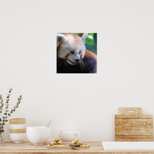 Sweet Red Panda Poster (Küche)