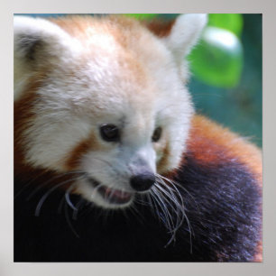 Sweet Red Panda Poster