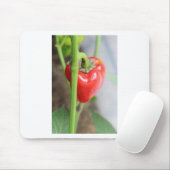 Sweet Red Pepper Mousepad (Mit Mouse)