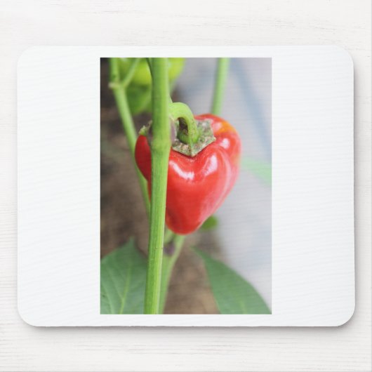 Sweet Red Pepper Mousepad (Vorne)
