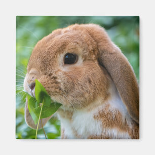 Sweet Red & White Holland Lop Bunny Rabbit Magnet