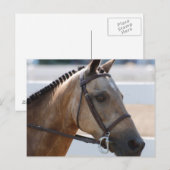 Sweet Roan Pony Postkarte (Vorne/Hinten)