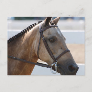 Sweet Roan Pony Postkarte