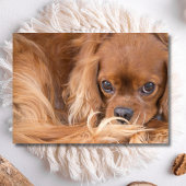 Sweet Ruby Cavalier King Charles Spaniel Karte