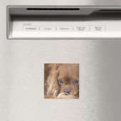 Sweet Ruby Cavalier King Charles Spaniel Magnet (In Situ (Geschirrspüler))