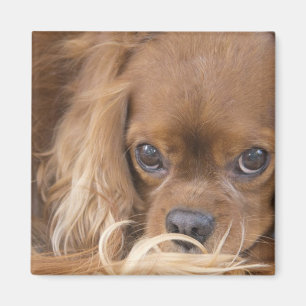 Sweet Ruby Cavalier King Charles Spaniel Magnet