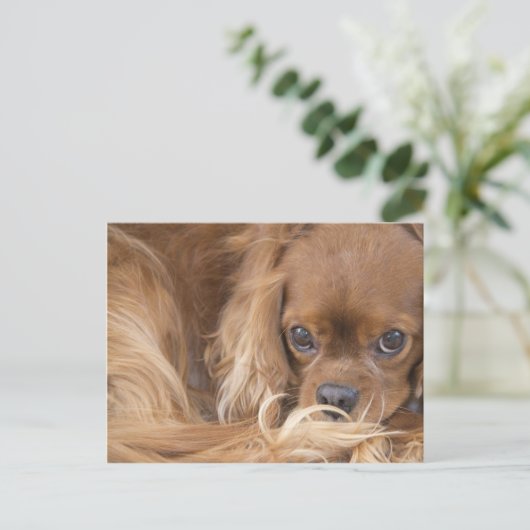 Sweet Ruby Cavalier King Charles Spaniel Postkarte (Stehend Vorderseite)