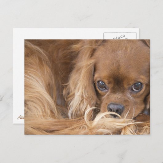 Sweet Ruby Cavalier King Charles Spaniel Postkarte (Vorne/Hinten)