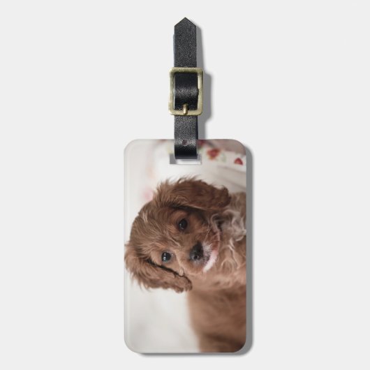 Sweet Ruby Cavapoo Welpe Hund Gepäckanhänger (Vorderseite vertikal)