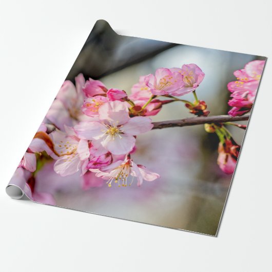 Sweet Sakura Blume im Springtime Geschenkpapier (Ungerollt)