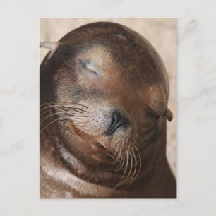 Sweet Sea Lion Postcard Postkarte