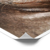 Sweet Sea Lion Poster (Ecke)