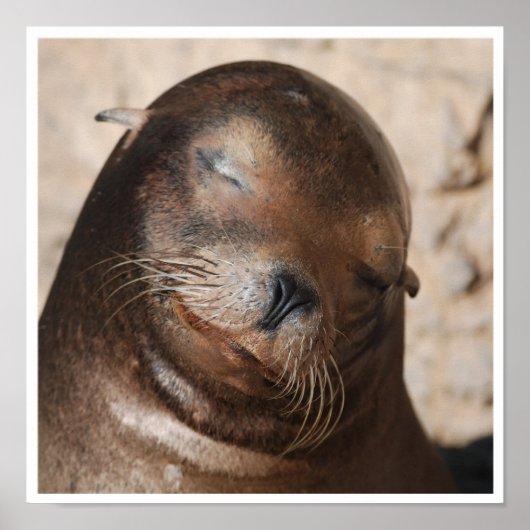 Sweet Sea Lion Poster (Vorne)