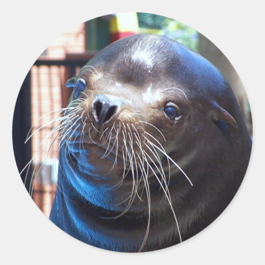 Sweet Sea Lion Runder Aufkleber (Vorderseite)