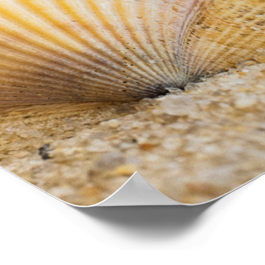 Sweet Seashell Poster (Ecke)