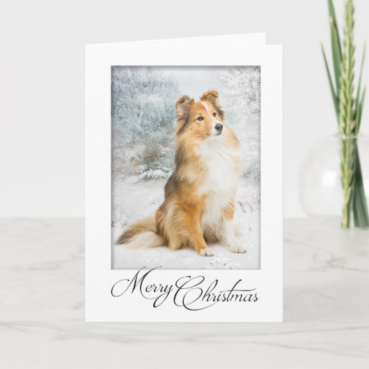 Sweet Sheltie Weihnachtskarte Feiertagskarte (Vorderseite)